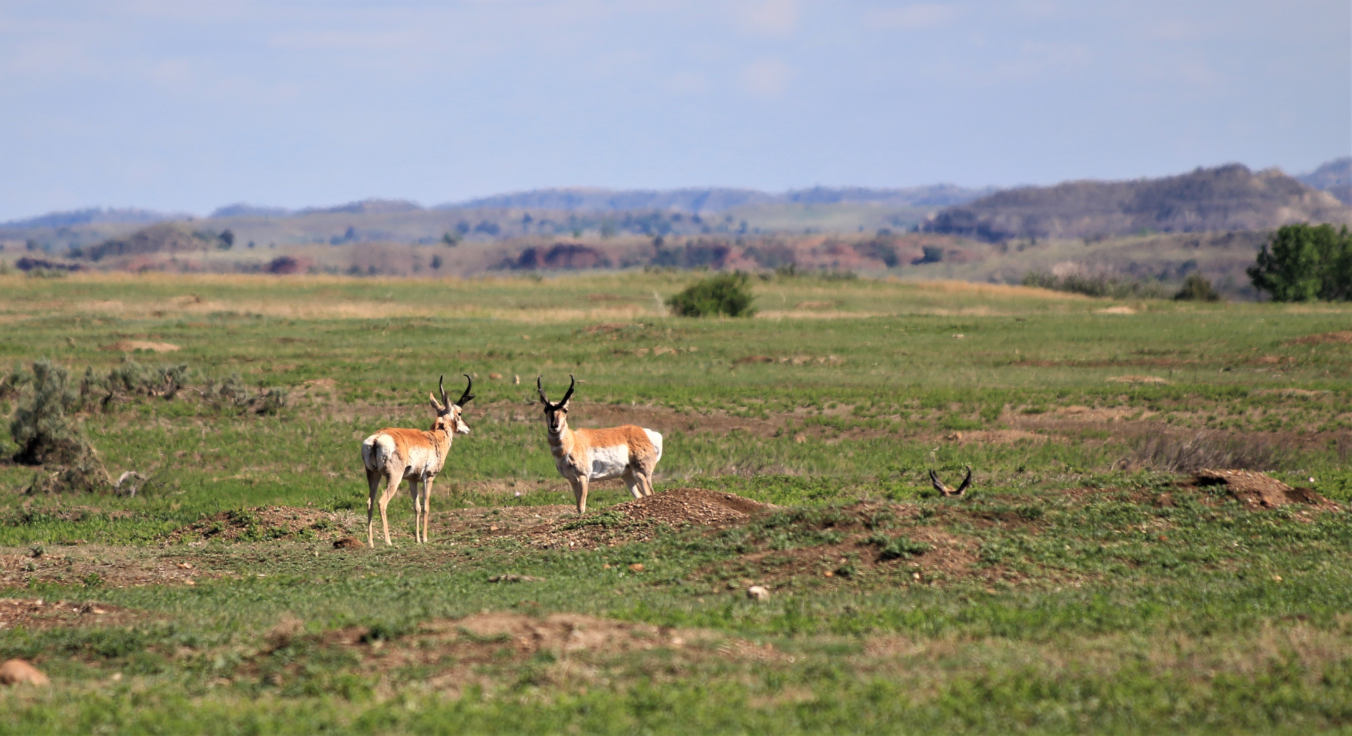 Theodore Roosevelt NP